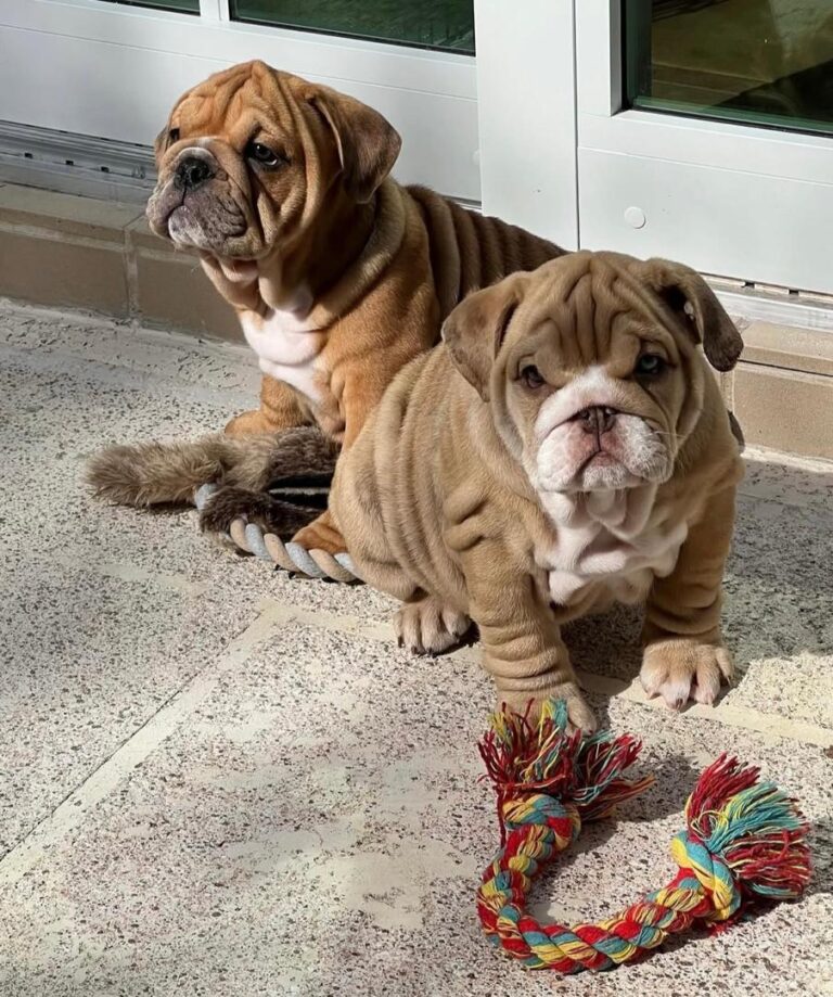 Charlie Bull Terrier Puppy