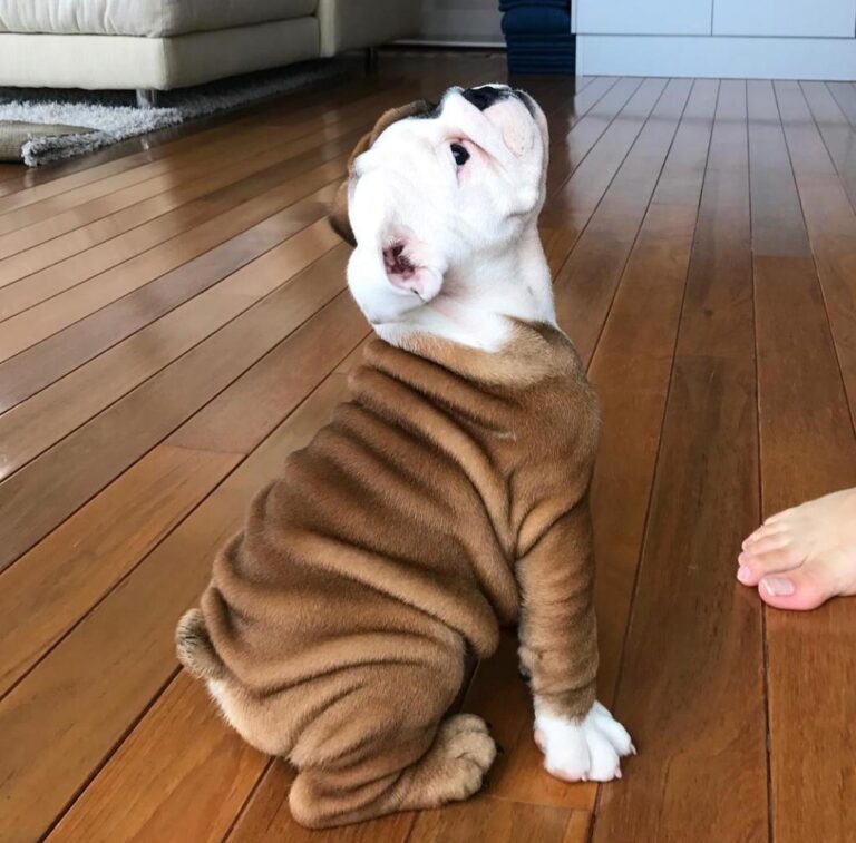 Bull Terrier Puppy - Bianca