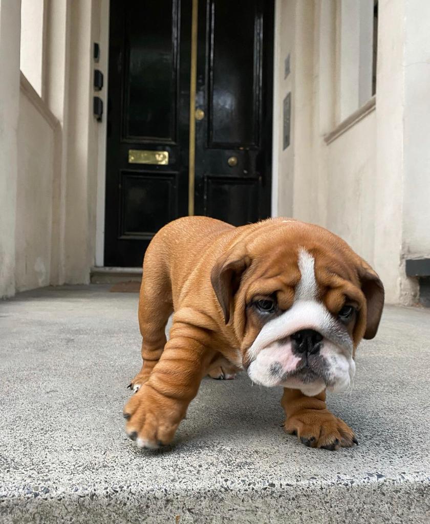 Charlie Bull Terrier Puppy