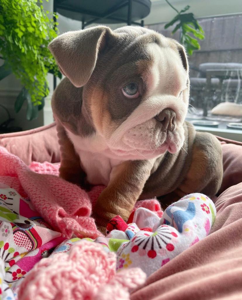 Charlie Bull Terrier Puppy