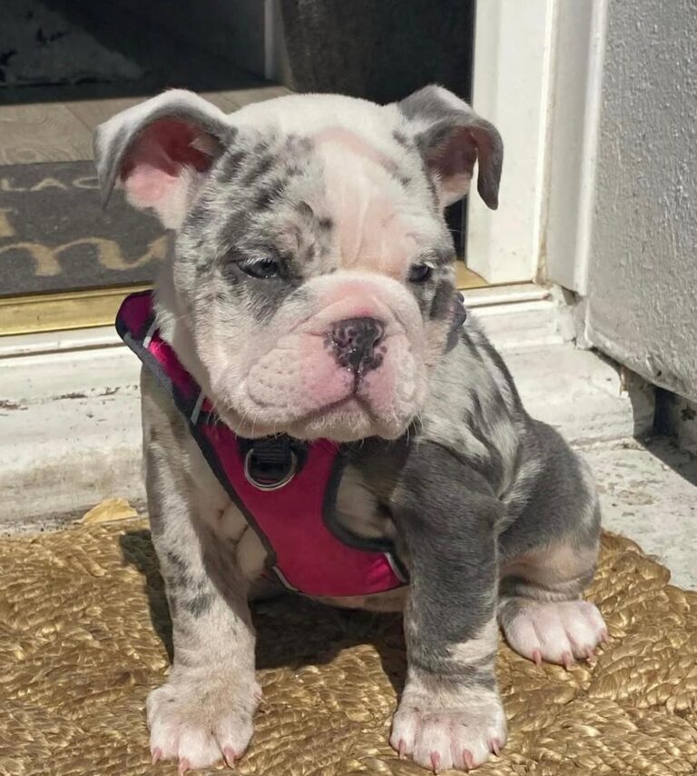 Bull Terrier Puppy - Darcy