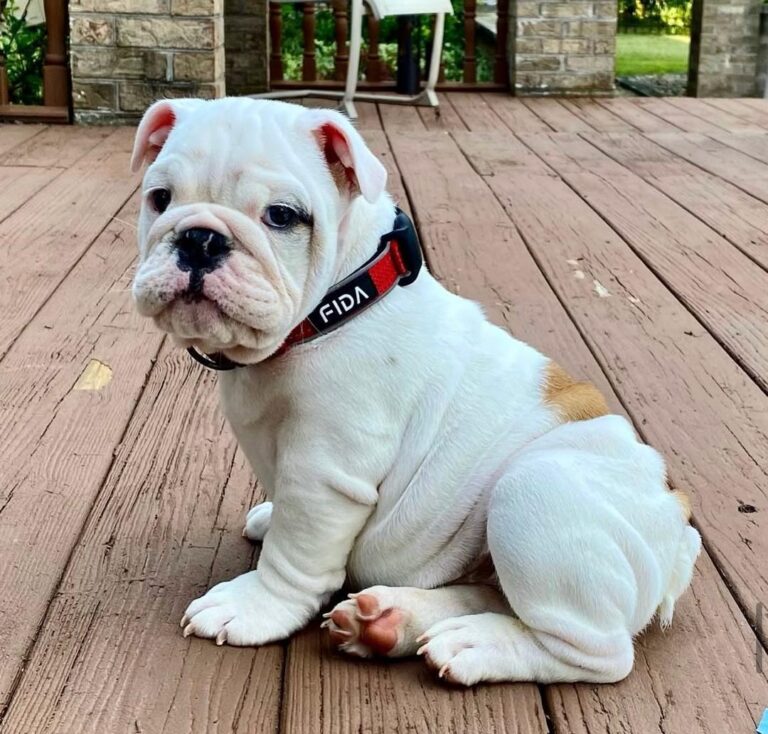 BUSTER-MALE-58-768x734